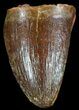 Cretaceous Fossil Crocodile Tooth - Morocco #50269-1